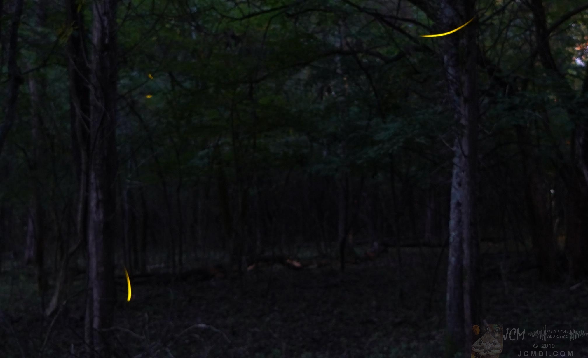 Long exposure Fireflies in woods near Old Hickory Lake TN